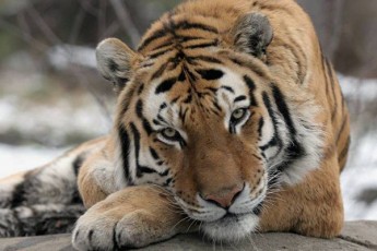 niu-iorkSi-bronqsis-zooparkSi-vefxvs-koronavirusi-daudasturda