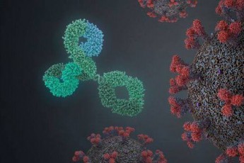 amerikelma-mecnierebma-biofarmacevtuli-kompania-Sorrento-Therapeutics-dan-aRmoaCines-antisxeuli-romelic-koronavirusis-blokirebas-100-procentiT-axdens