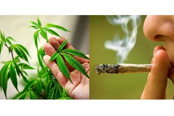 saqarTveloSi-yovel-me-7-mozards-marixuana-gasinjuli-aqvs---11-13-da-15-wlis-mozardebis-pasuxi
