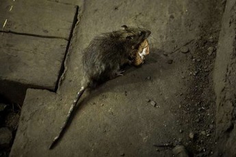 aSS-is-daavadebaTa-kontrolisa-da-prevenciis-centri-koronavirusis-pandemiis-pirobebSi-virTxebis-qceva-ufro-agresiuli-gaxda