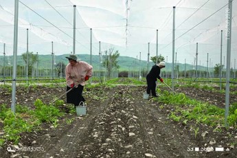 sarTiWalaSi-Tibisis-mxardaWeriT-samacivre-meurneoba---agrokompleqsi-iwyebs-funqcionirebas