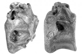 ingliselma-mecnierebma-dinozavris-aqamde-ucnobi-saxeoba-aRmoaCines