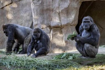 san-diegos-zooparkSi-gorilebs-koronavirusi-daudasturdaT