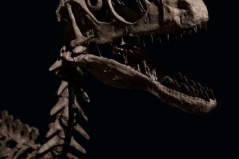 Christies-auqcionze-dinozavris-ConCxi-12-milionad-gaiyida