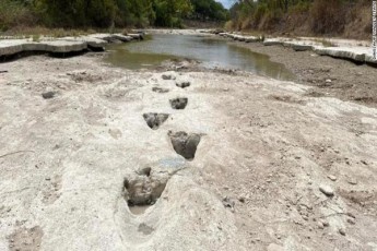 mdinaris-daSrobis-Sedegad-texasSi-dinozavris-nakvalevi-gamoCnda-es-dinozavris-erT-erTi-yvelaze-grZeli-nakvalevia