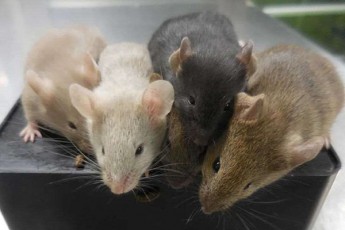 iaponelma-mecnierebma-Seqmnes-Tagvi-romlis-orive-biologiuri-mSobeli-mamrobiTi-sqesisaa