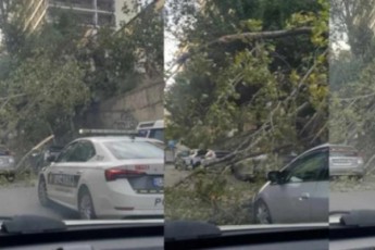 Zlierma-qarma-dedaqalaqSi-problemebi-Seqmna---moglejilia-xeebi-da-dazianebulia-manqanebi