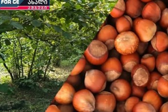 Txilis-baRebi-xmeba-farosana-isev-problemaa-uamindobam-ki-fermerebi-sagonebelSi-Caagdo